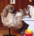 Кролик за компом смайлики картинки гиф анимации скачать