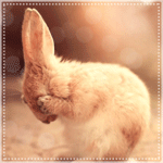 Маленький кролик закрыл лапками глаза