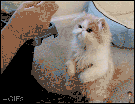 Котик кушает смайлики картинки гиф анимации скачать