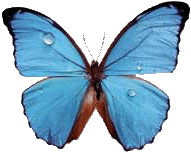 Игра "Бабочки" - Страница 2 763010330