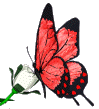 Красная бабочка на белой розе