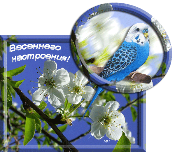 Открытки Весеннего настроения! Птица на ветке цветущей смайлики картинки гиф анимации скачать